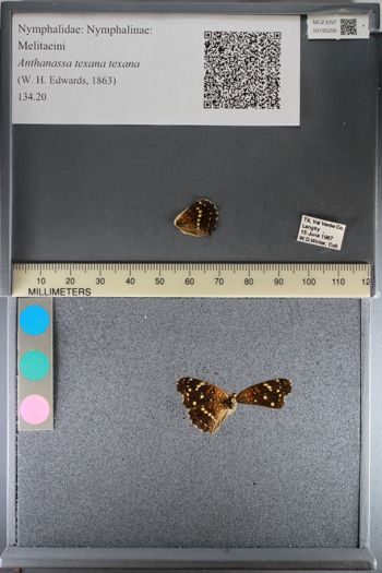 Media type: image;   Entomology 195258